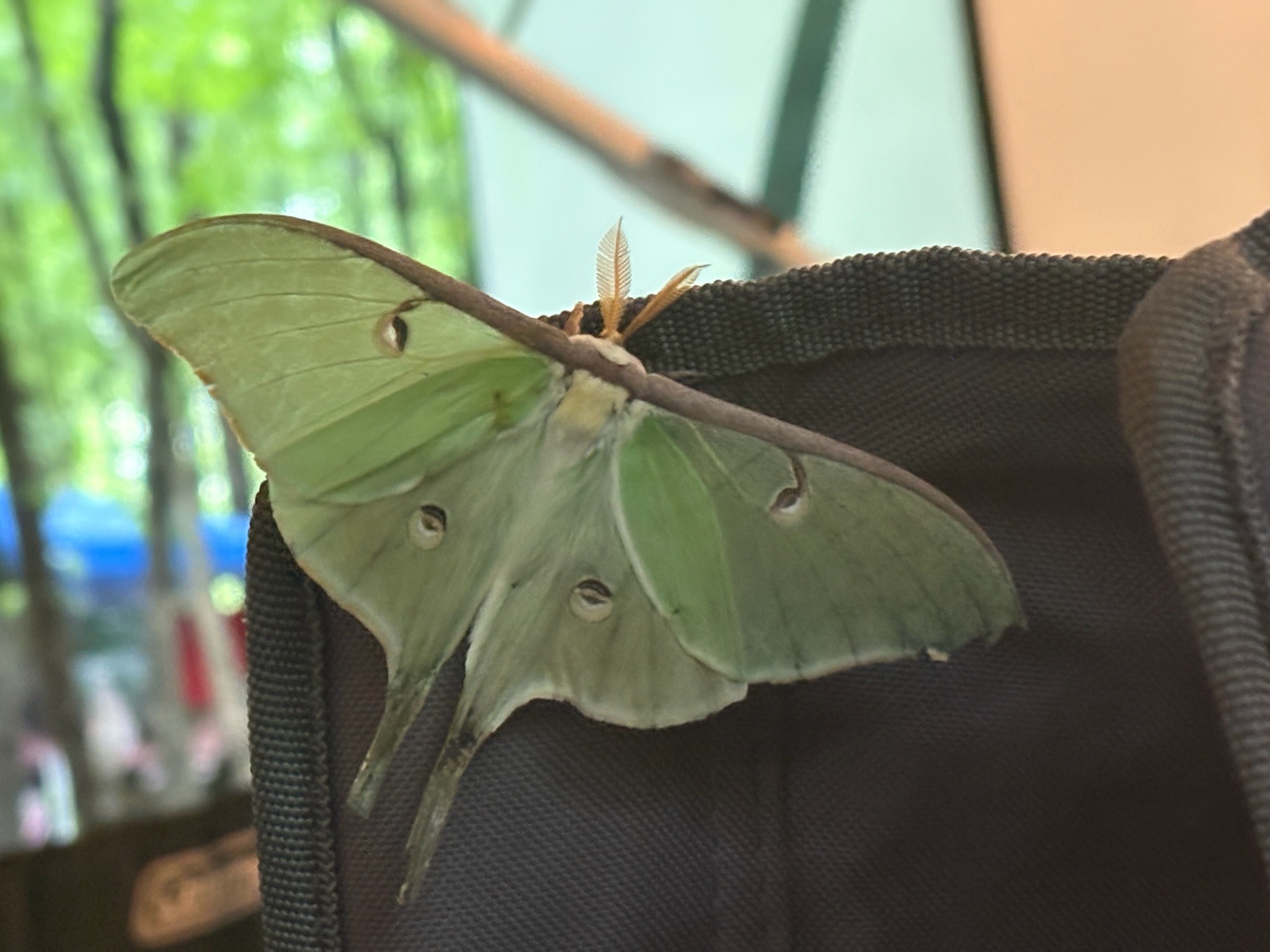 2025 FCF Lara 02 A lime-green luna moth lands on the back of a camping chair