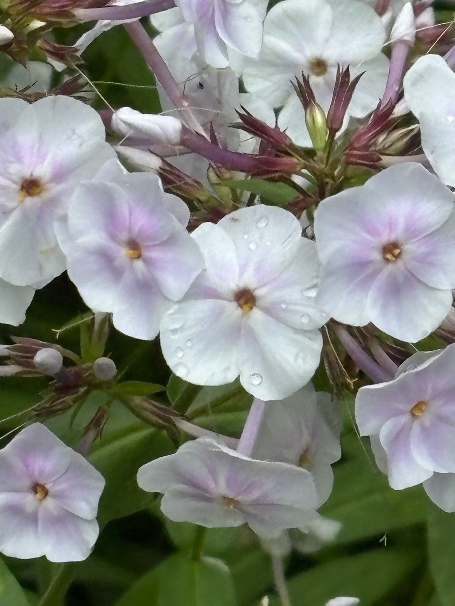 2025 FCF Lara 24 closeup of fall phlox