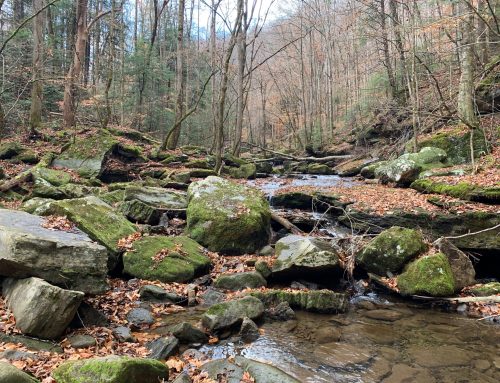 Backpacking the Collins Loop of Savage Gulf State Park